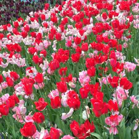 Tulip Garden